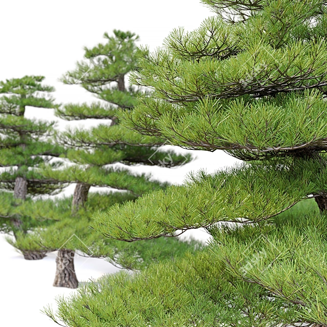 Red Pine Bonsai Tree Model 3D model image 4