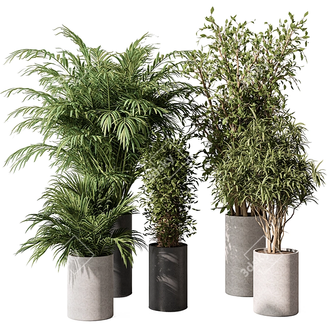 Indoor Plant Set: Tree & Pot 3D model image 1