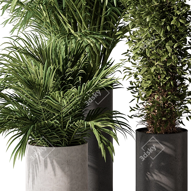 Indoor Plant Set: Tree & Pot 3D model image 3