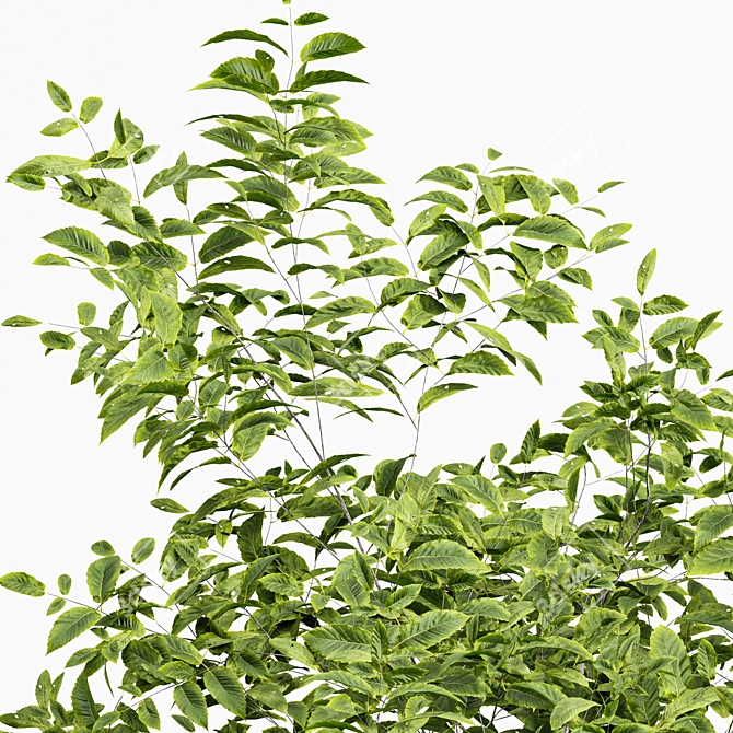 Variabilis Quercus Tree Models Set 3D model image 2