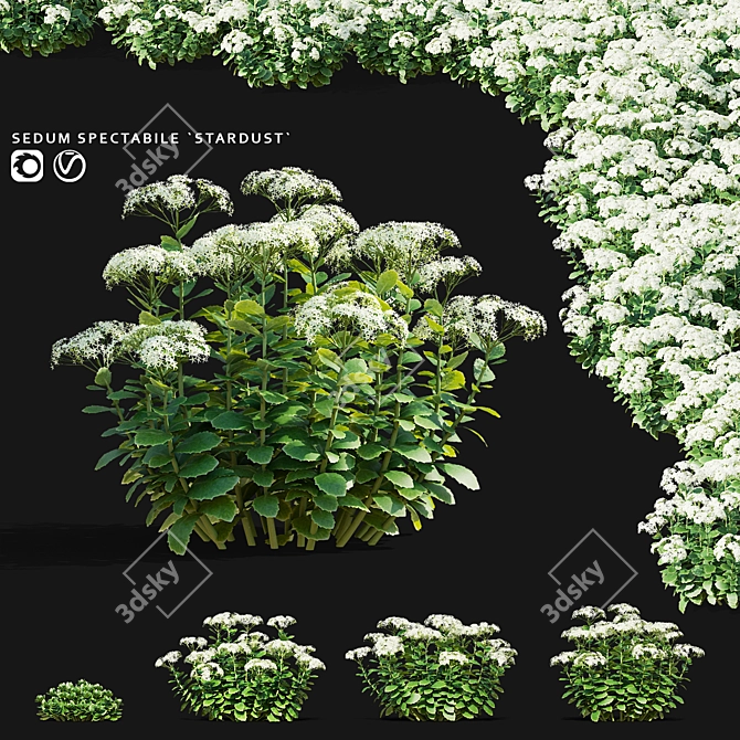 Sedum Spectabile Stardust Set 3D model image 1