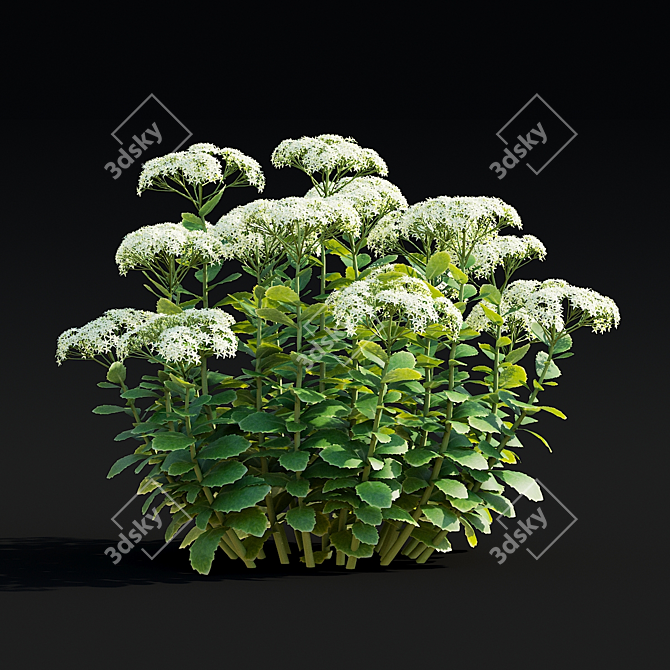 Sedum Spectabile Stardust Set 3D model image 2