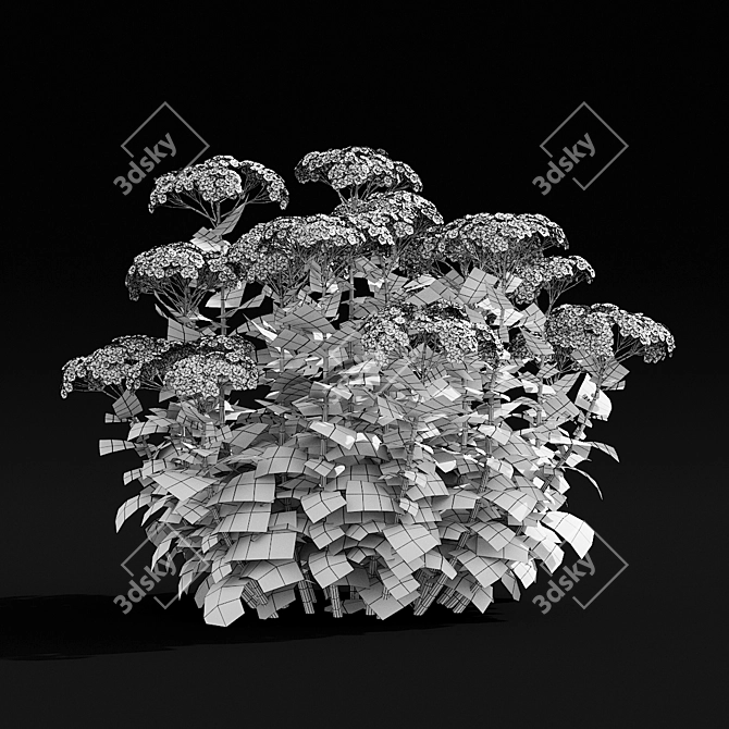Sedum Spectabile Stardust Set 3D model image 3