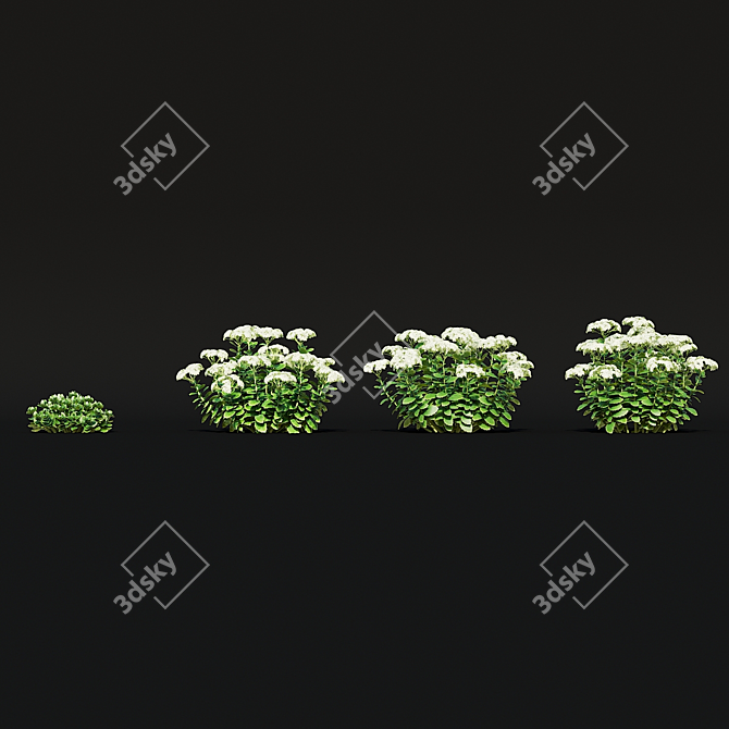 Sedum Spectabile Stardust Set 3D model image 5