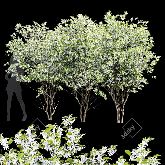 Detailed Amelanchier Lamarckii Tree Model 3D model image 1