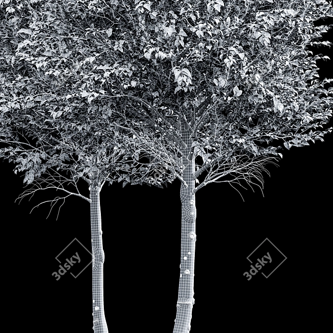 High Detail Carpinus Betulus Tree 3D model image 4