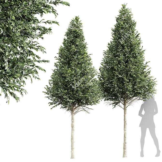 Detailed Carpinus Betulus Tree Model 3D model image 1