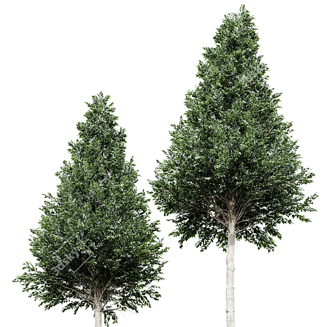 Detailed Carpinus Betulus Tree Model 3D model image 3