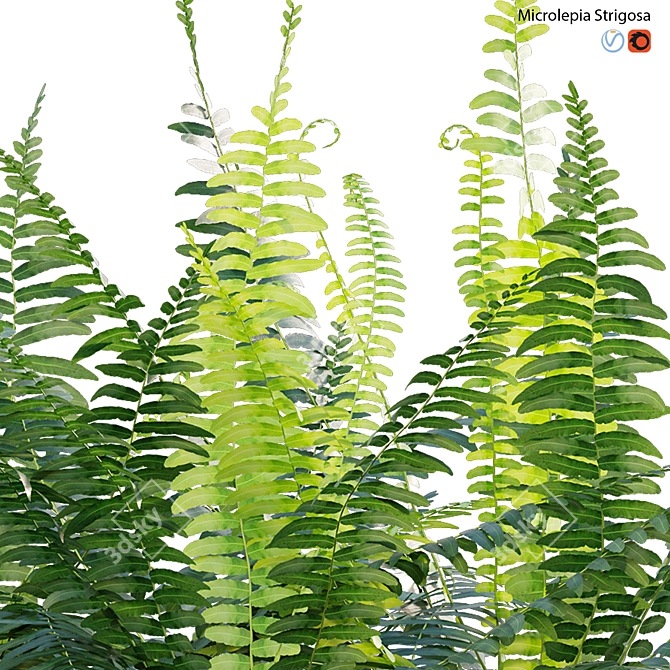 Fern 3D Models Bundle Pack 3D model image 2