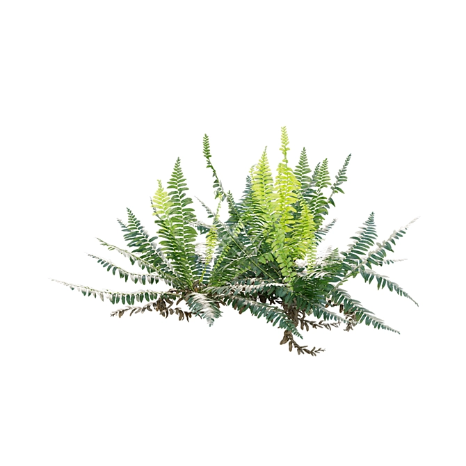 Fern 3D Models Bundle Pack 3D model image 6
