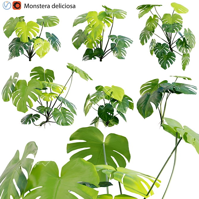 Tropical Plant 3D Model Set 3D model image 1