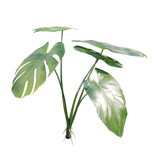 Tropical Plant 3D Model Set 3D model image 5