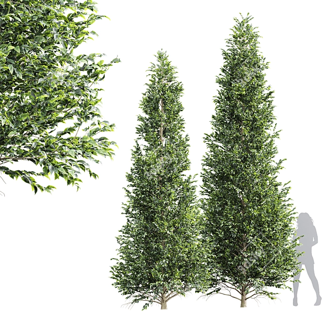 High Detail Carpinus Betulus Tree 3D model image 1