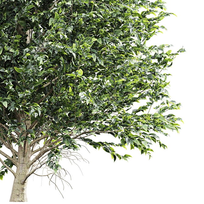 High Detail Carpinus Betulus Tree 3D model image 3