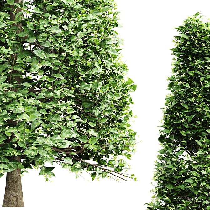 High Detail Betulus Broadleaf Tree 3D model image 2