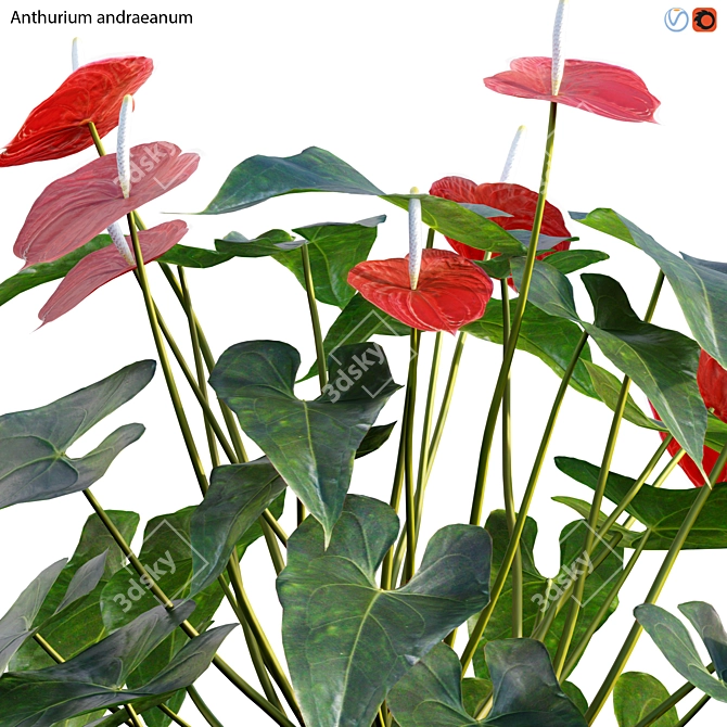 Flamingo Flower 3D Model Collection 3D model image 2