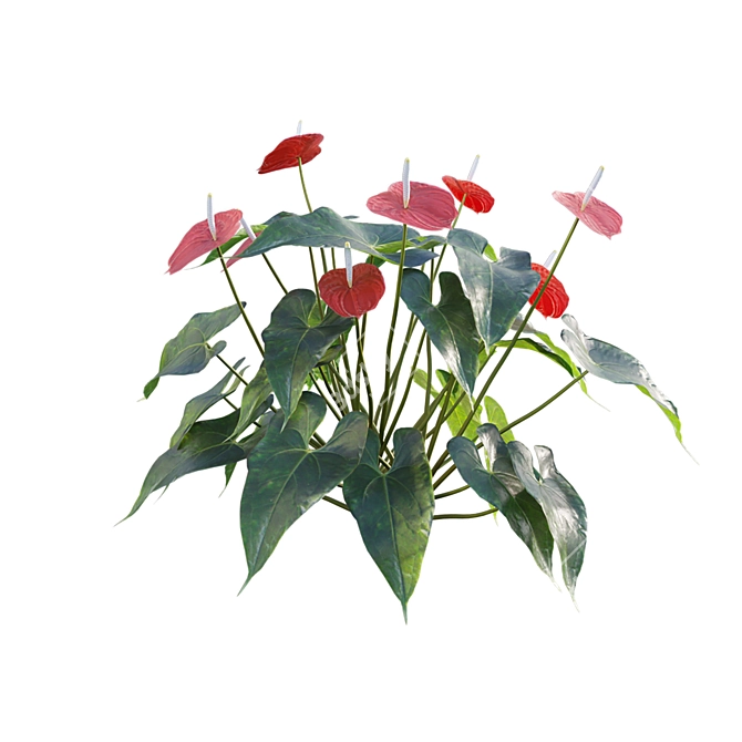 Flamingo Flower 3D Model Collection 3D model image 4