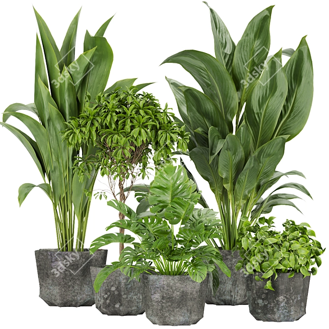 Quality Indoor Plant Collection - Monstera, Peace Lily, Pothos 3D model image 1
