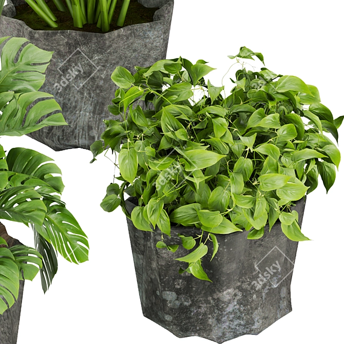 Quality Indoor Plant Collection - Monstera, Peace Lily, Pothos 3D model image 4