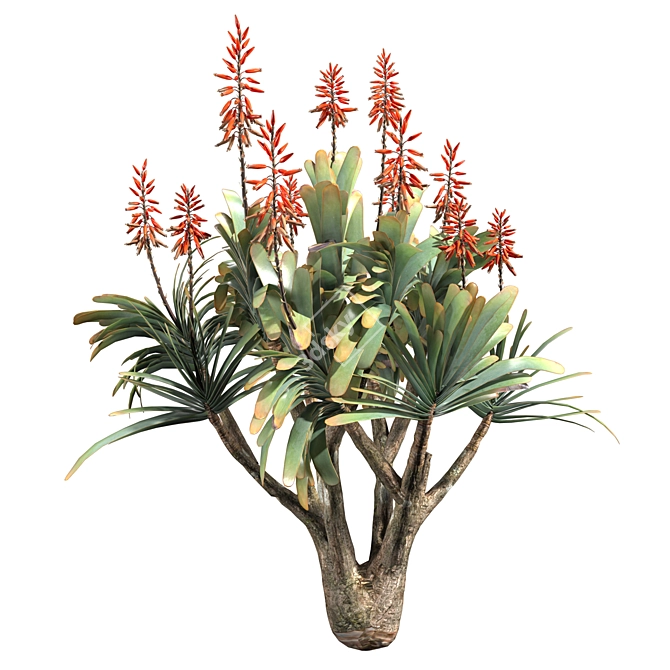 Sculptural Aloe Plicatilis 3D Model 3D model image 5