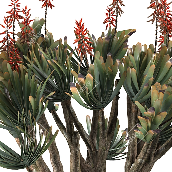 Sculptural Aloe Plicatilis 3D Model 3D model image 6