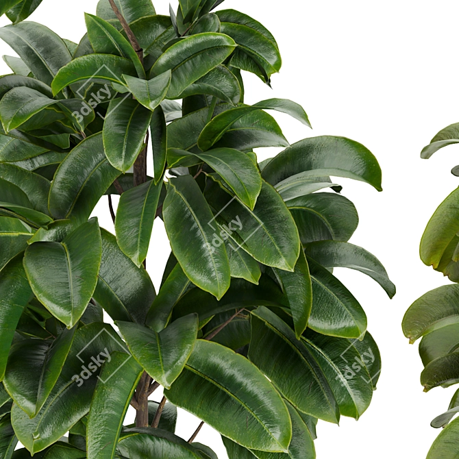 Rubber Leaf Indoor Plant 3D Model 3D model image 2