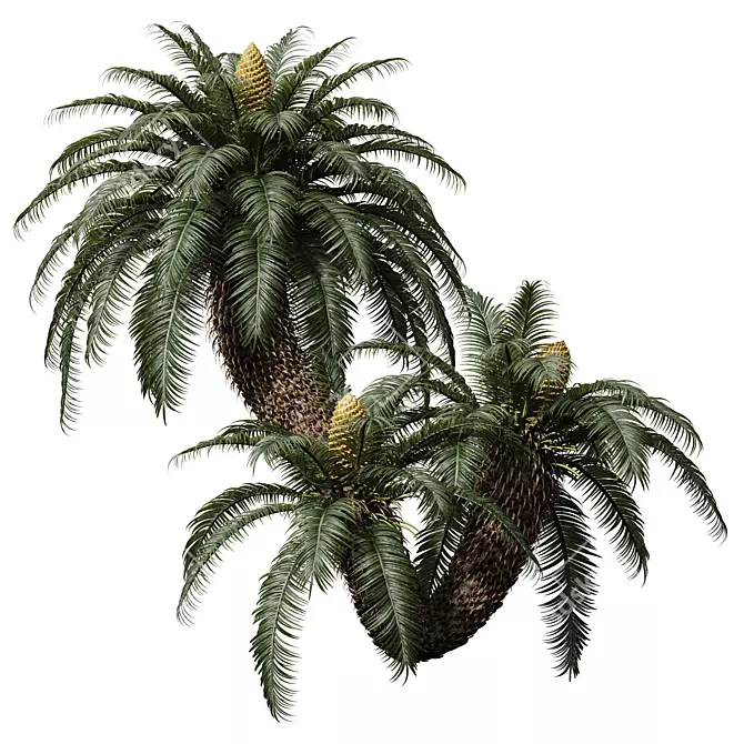Luxury Cycas Revoluta Palm Tree 3D model image 2