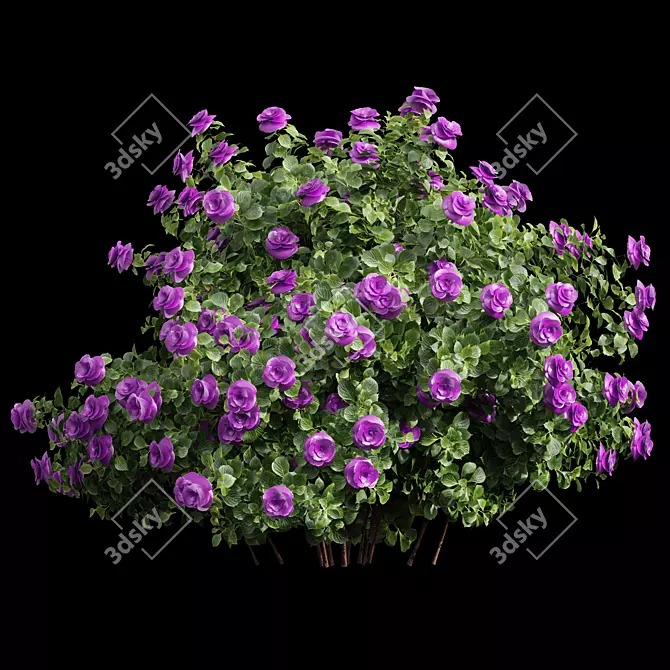  Detailed Climbing Roses Bush 3D model image 2