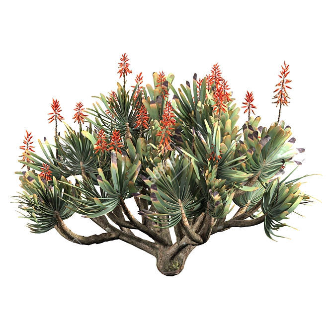 Corona Rendered Aloe Plicatilis Model 3D model image 2