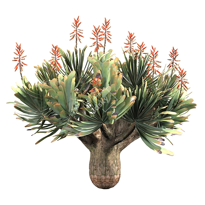 Corona Rendered Aloe Plicatilis Model 3D model image 3