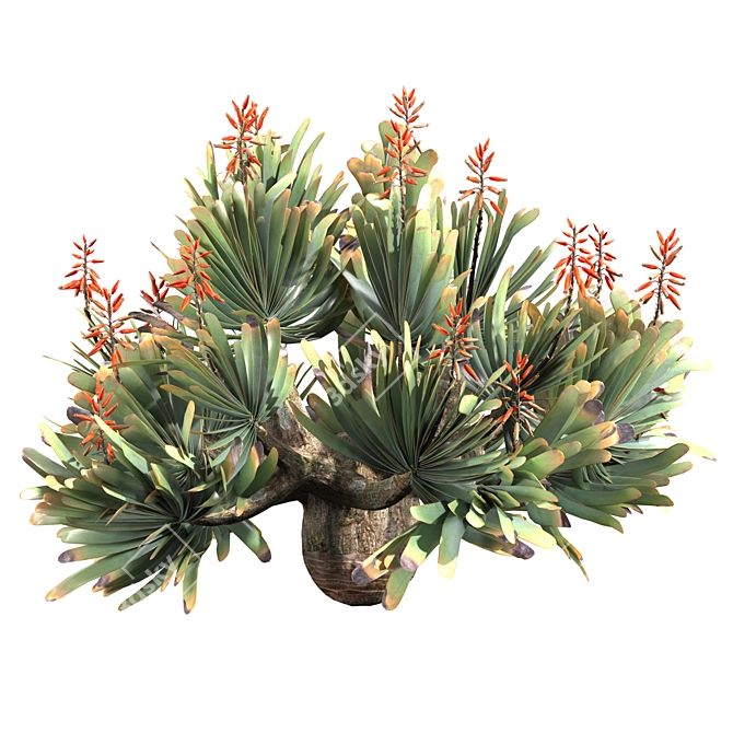 Corona Rendered Aloe Plicatilis Model 3D model image 5