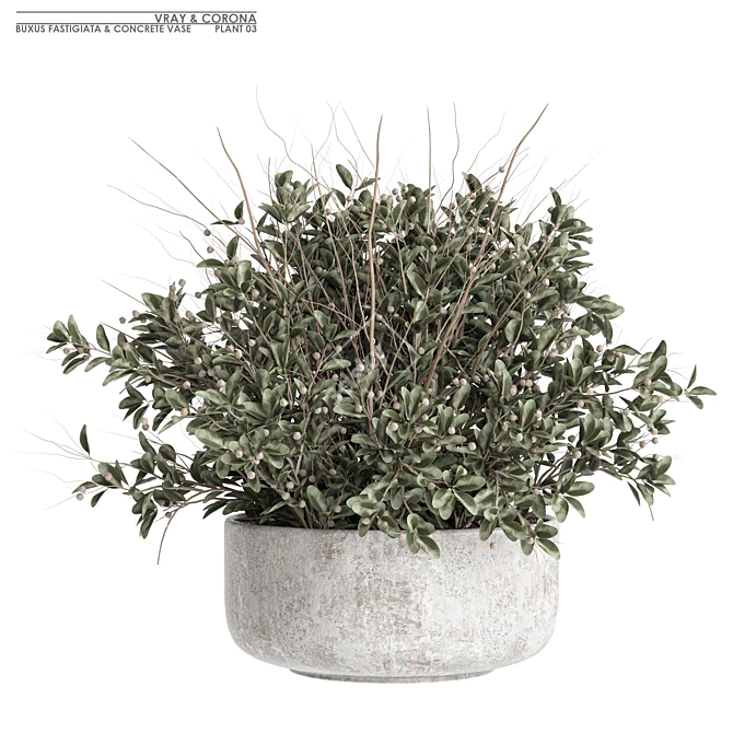Buxus Plant 3D Model Collection 3D model image 1