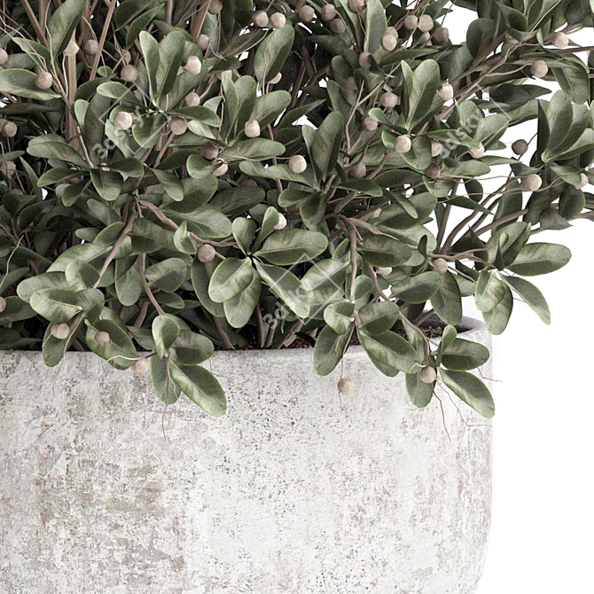 Buxus Plant 3D Model Collection 3D model image 2