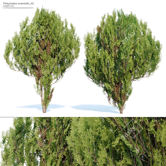 Chinese Thuja Tree Pair 3.3m 3D model image 1