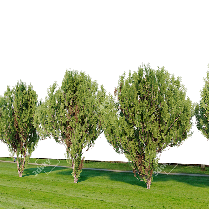 Chinese Thuja Tree Pair 3.3m 3D model image 3