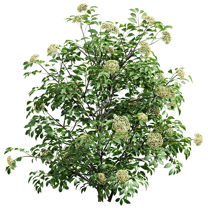 Detailed Sambucus Nigra Plant Models 3D model image 2