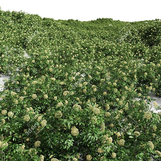 Detailed Sambucus Nigra Plant Models 3D model image 4