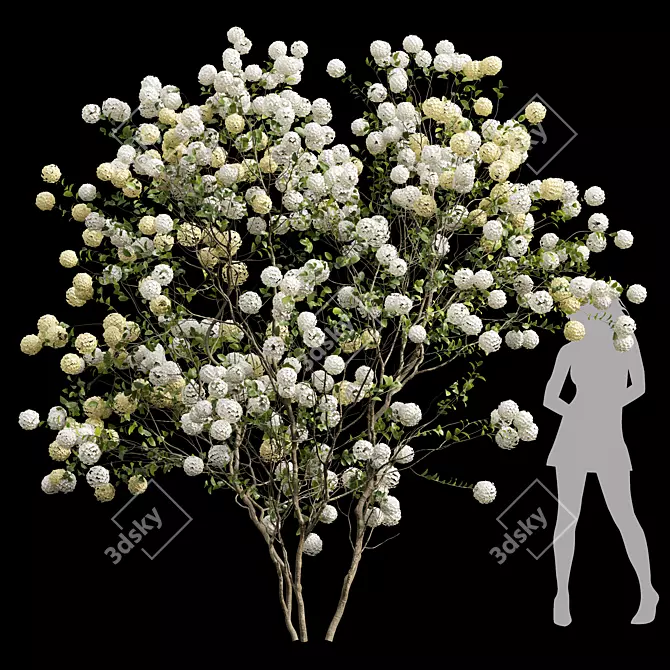 Viburnum Macrocephalum 3D Model Collection 3D model image 1