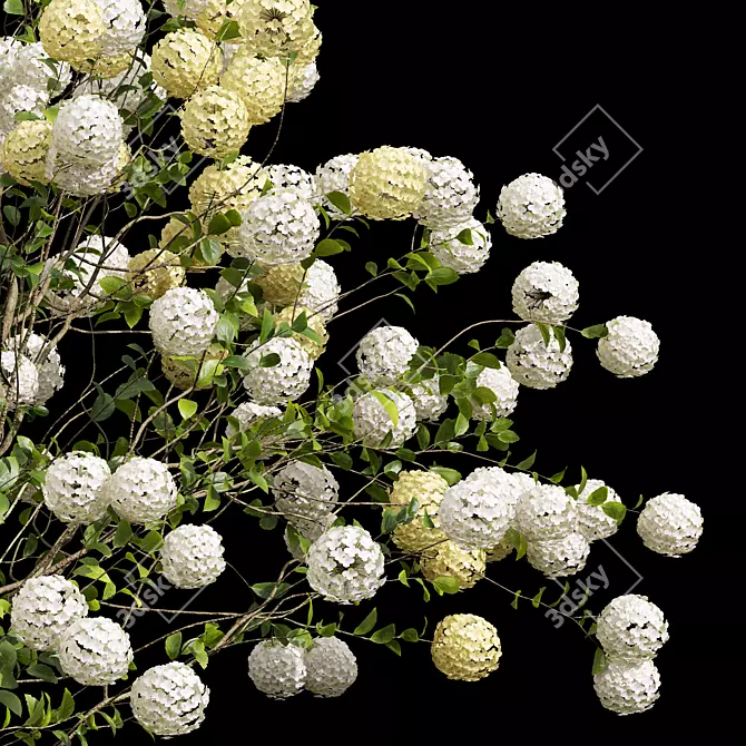 Viburnum Macrocephalum 3D Model Collection 3D model image 2