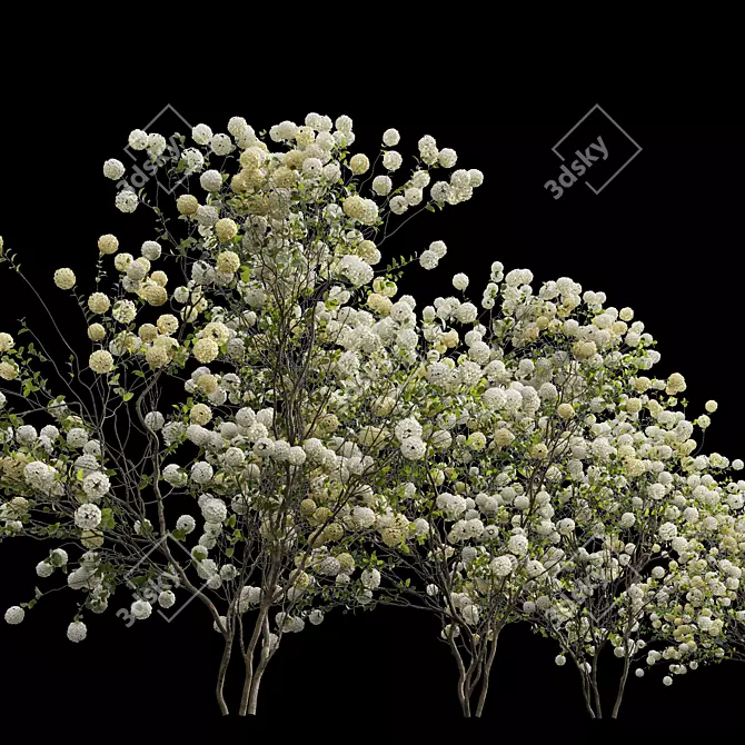 Viburnum Macrocephalum 3D Model Collection 3D model image 3