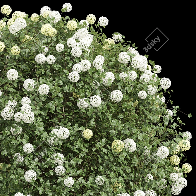 Vibrant Opulus Roseum Decorative Bush 3D model image 2