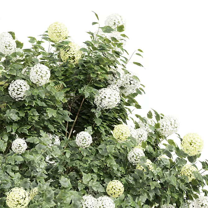 Vivid Viburnum Opulus Roseum 3D 3D model image 2