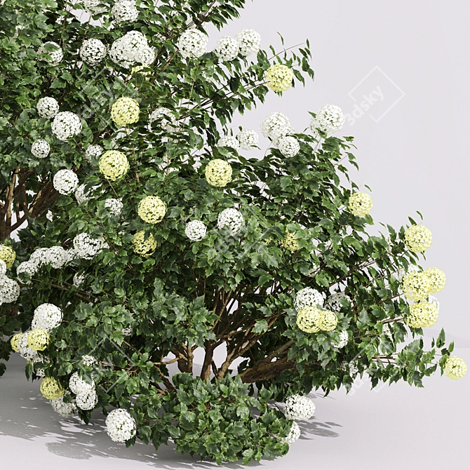 Viburnum Opulus Roseum 3D Models 3D model image 2