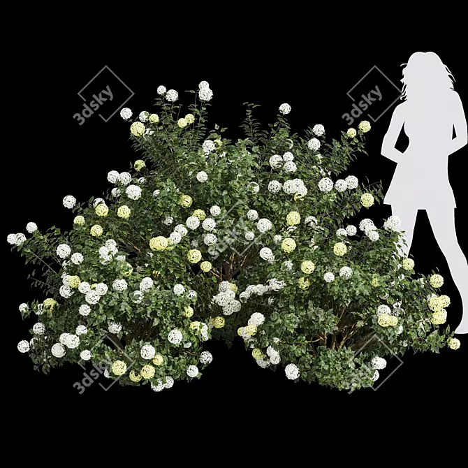 Viburnum Opulus Roseum 3D Models 3D model image 3