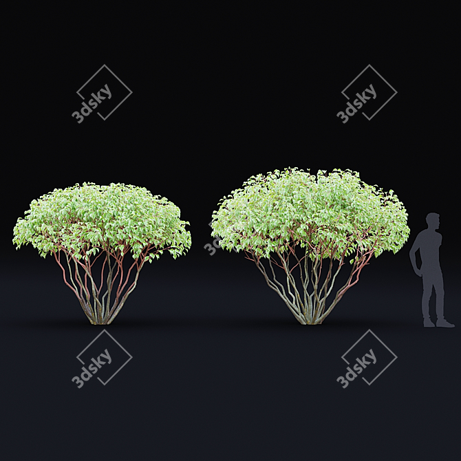 White Multi-Stem Cornus Alba 3D model image 2