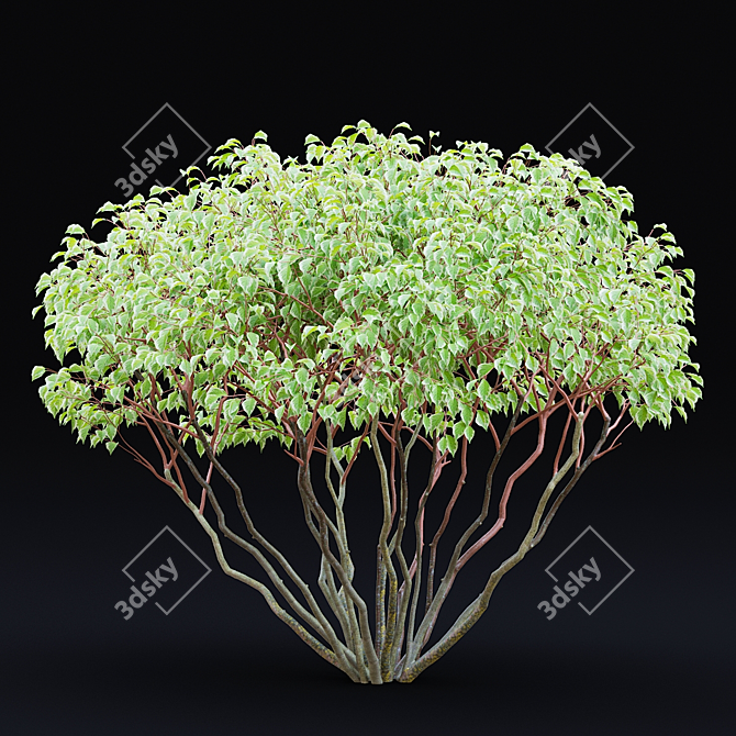 White Multi-Stem Cornus Alba 3D model image 3