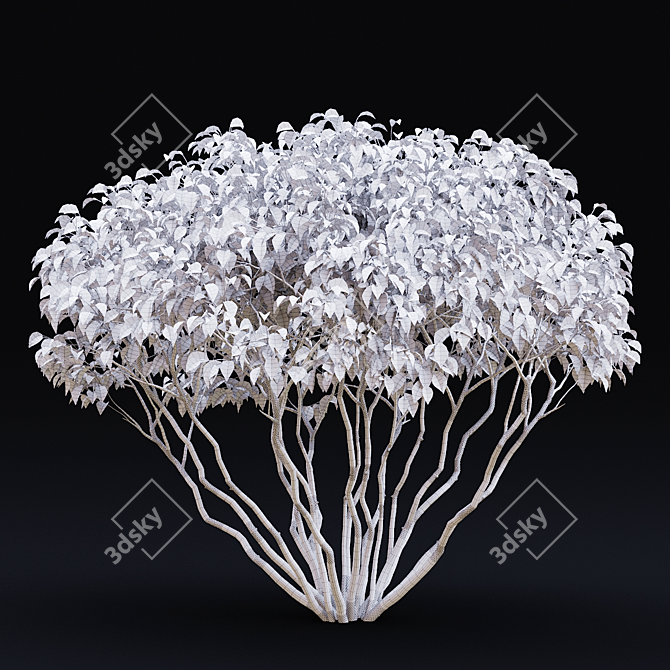 White Multi-Stem Cornus Alba 3D model image 4