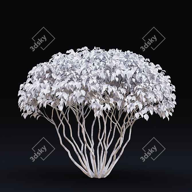 White Multi-Stem Cornus Alba 3D model image 6