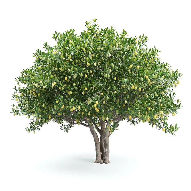 Lemon Tree Collection Heights 2-4m 3D model image 2