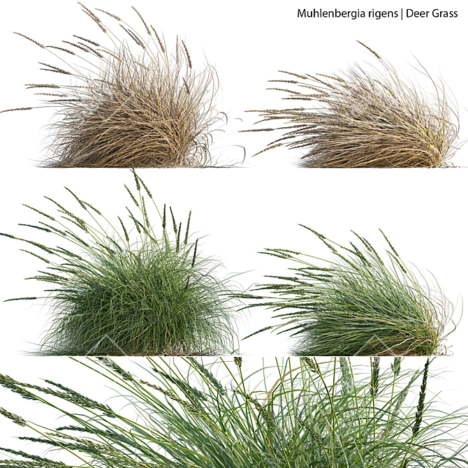 Max 3D Models Set Texture 3D model image 1